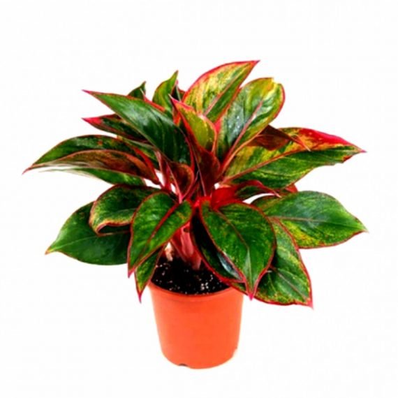 Aglaonema Lipstick (اجلونيما)