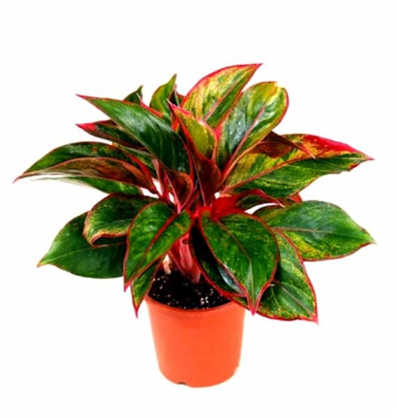 Aglaonema Lipstick (اجلونيما)