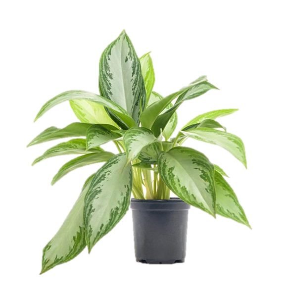 Aglaonema Pattaya beauty (اجلونيما)