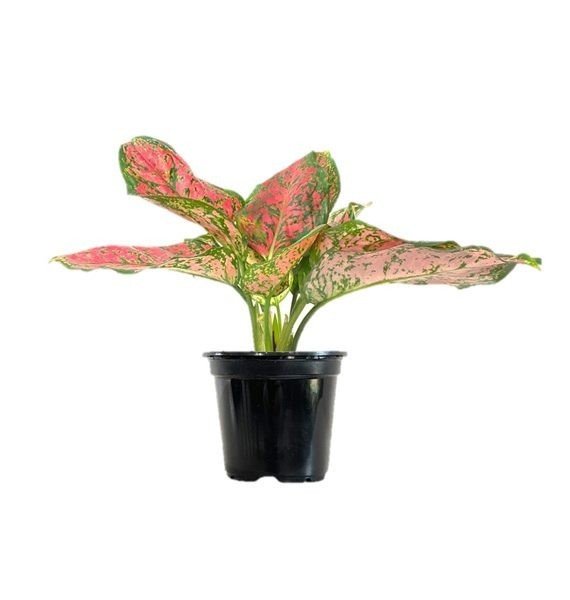 Aglaonema( Lady Valentine) (أجلونيما ليدي فلنتاين)
