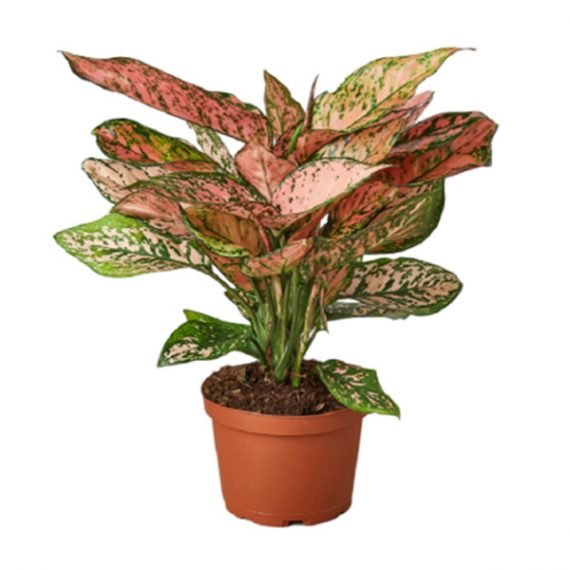 Aglaonema( Lady Valentine) (أجلونيما ليدي فلنتاين) - Image 3