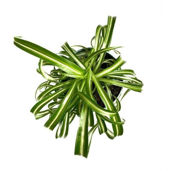 Chlorophytum Comosum ‘Variegatum’ (نبات العنكبوت) - Image 2