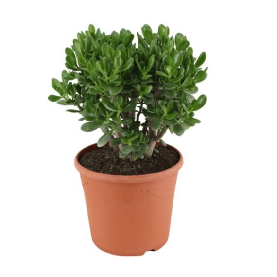 Crassula ovata (Jade Plant) (كرسول بيضوي)