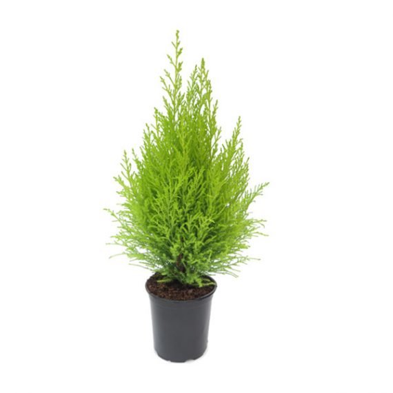 Lemon Cyperus