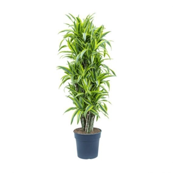 Dracaena Dremensis Lemon Lime (دراسينيا  ليمون لايم)