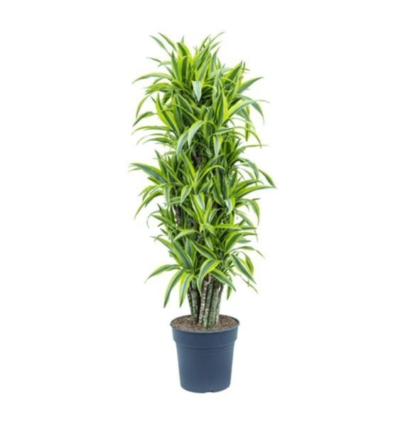 Dracaena Dremensis Lemon Lime (دراسينيا  ليمون لايم)