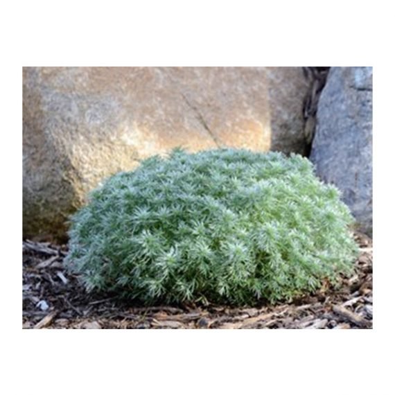Artemisia absinthium (شيح) - Image 4