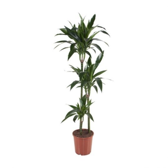 Dracaena janet craig (دراسينا جينت) - Image 2