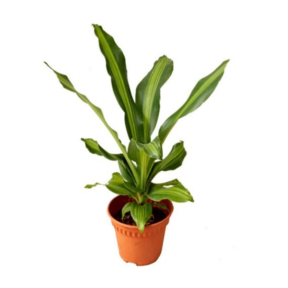 Dracaena Fragrans ‘Massangeana’ OR (cornstalk dracaena) (دراسينيا مسنجانا)