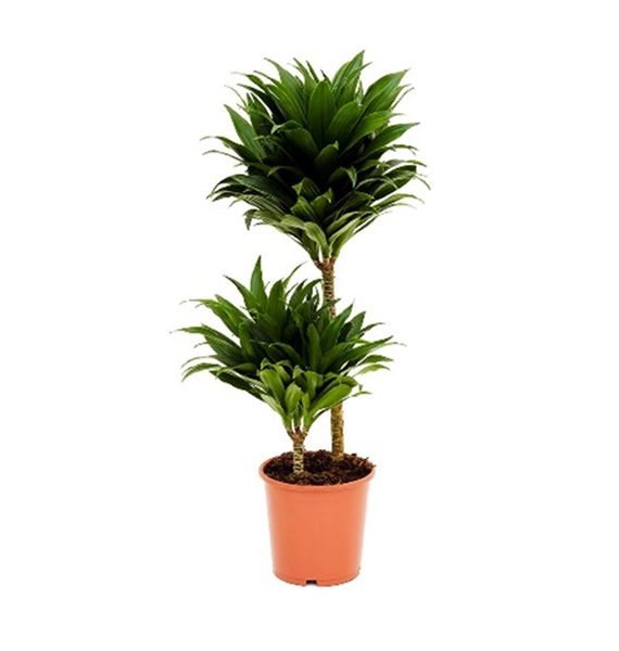 Dracaena Compacta (دراسينا كامبيكتا)