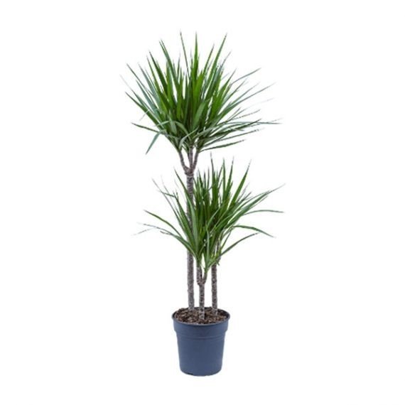 Dracaena Marginata (دراسينا مارجنيتا) - Image 2