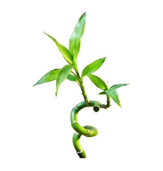 Lucky Bamboo or Dracaena Sanderiana (با مبو)