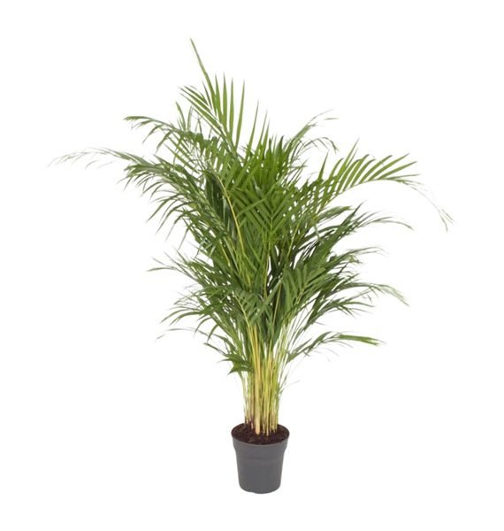 Areca Palm ( Chrysalidocarpus lutescens) Big & Small (نخلة الأريكا الصفراء)
