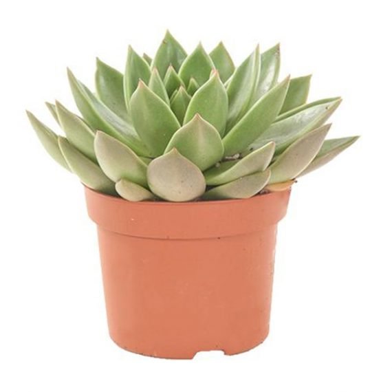 Echeveria SucculentsMini succulents/ornamental cactus (صبار زينه)
