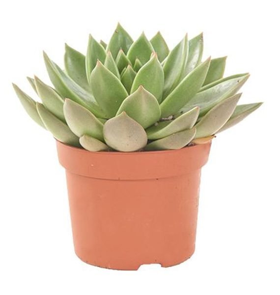 Echeveria SucculentsMini succulents/ornamental cactus (صبار زينه)
