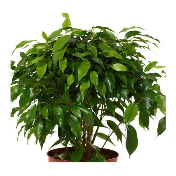 Ficus benjamina (فيكس بنجامينا) - Image 2