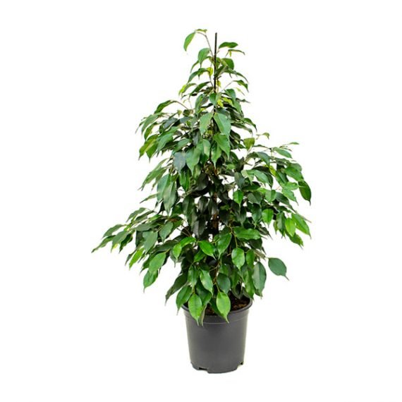 Ficus benjamina (فيكس بينجامينا) - Image 2