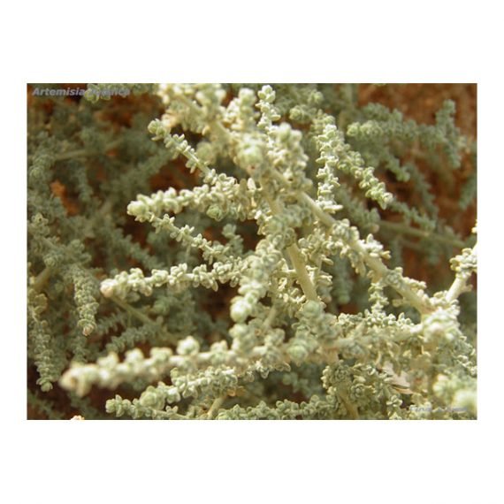Artemisia Judaica - Image 3