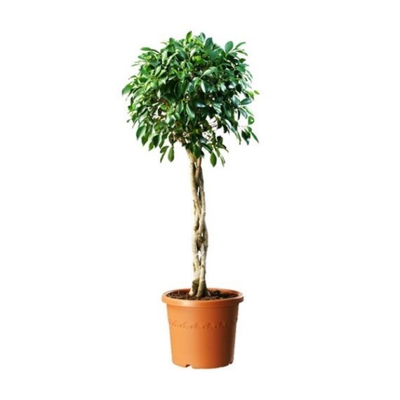 FICUS (تين)