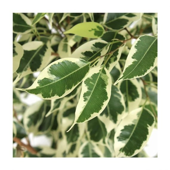 Ficus Benjamina Variegata Twilight (فيكس بنجامينا توايلايت) - Image 2
