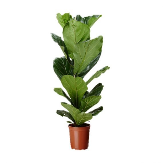 FICUS CARICA (تين) - Image 2