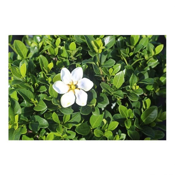 ⁦Gardenia (غاردينيا)⁩ - الصورة ⁦4⁩