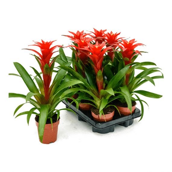 Guzmania Lingulata (جازمانيا) - Image 2