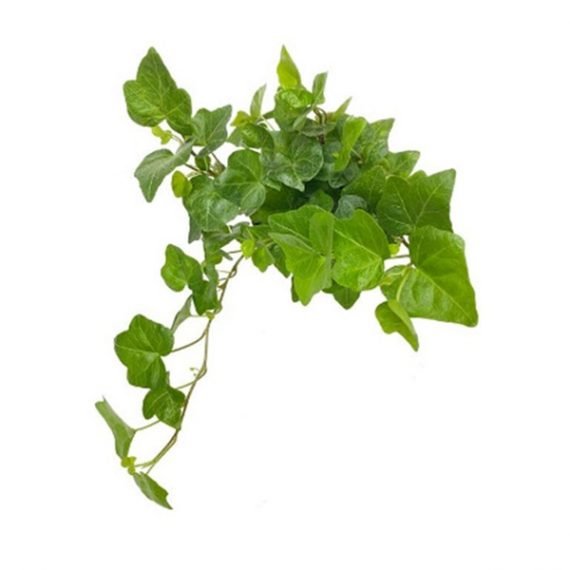Hedera helix (هيدرا حبل المساكين)