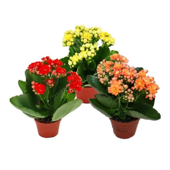 Kalanchoe Blossfeldiana (كلنكوة) - Image 4