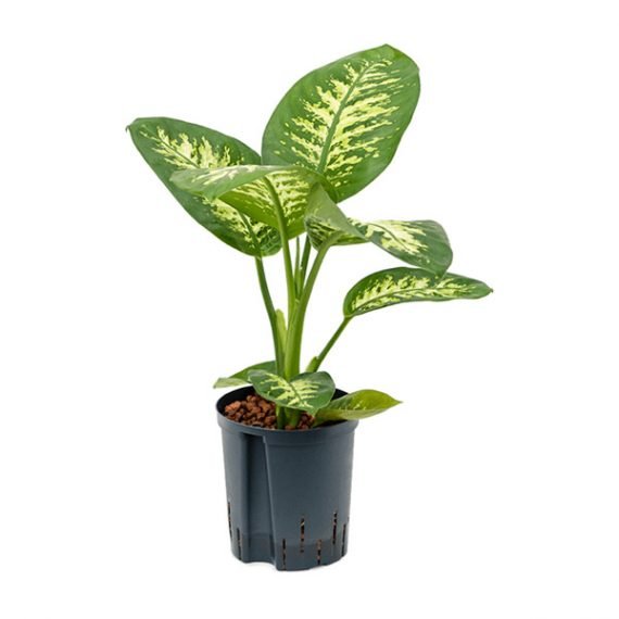 Dieffenbachia seguine Or Tropic Snow (Tuftroot) (الدفنباخية)