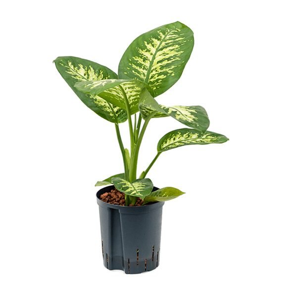 Dieffenbachia seguine Or Tropic Snow (Tuftroot) (الدفنباخية)