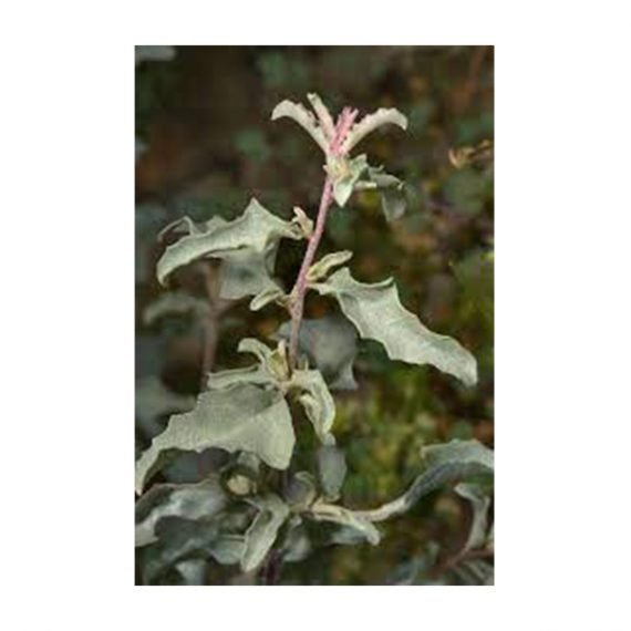 Atriplex leucoclada (رغل محلى)