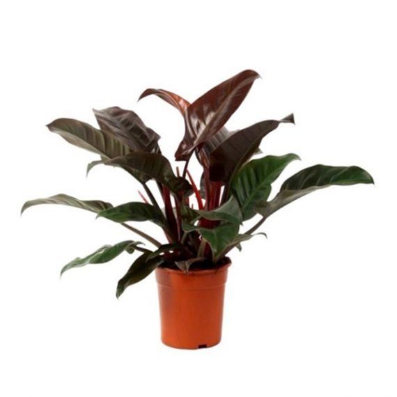 Blushing Philodendron - Philodendron Imperial Red