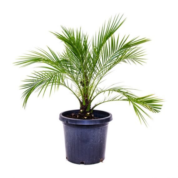 Miniature Date Palm (نخيل) - Image 2