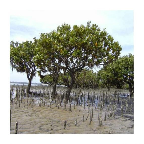 Avicennia marina (قرم) - Image 6