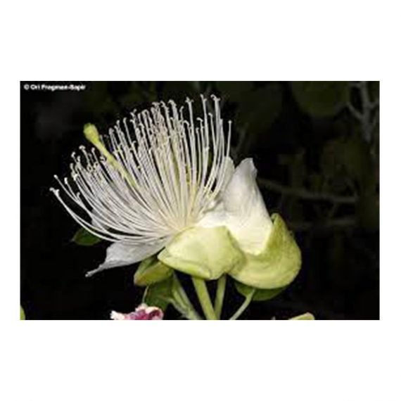 Capparis  cartillaginea (شفلح لصف)