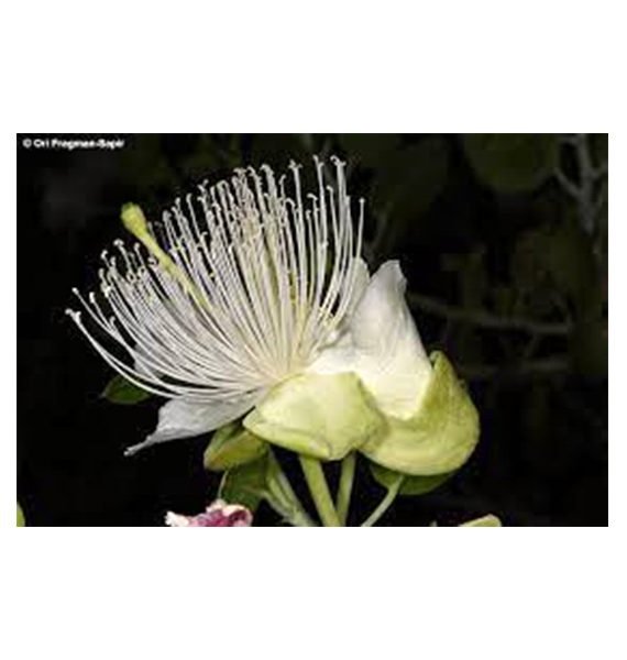 Capparis  cartillaginea (شفلح لصف)