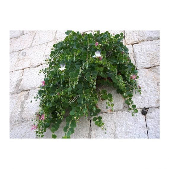 Capparis spinosa (شفلح) - Image 6