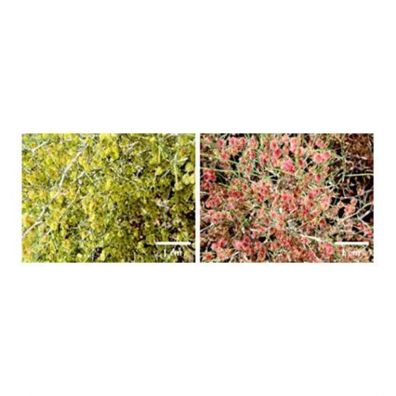 Colligonum Comosum (أرطا أحمر) - Image 2