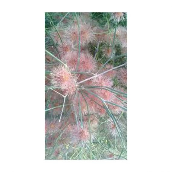 Colligonum crinitum (ارطاء)