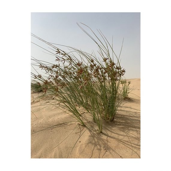 Cyperus conglomeratus (تندة – عندب) - Image 5