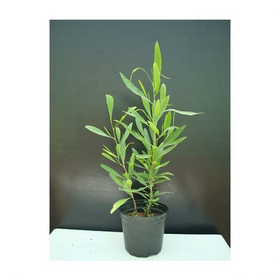 Dodonaea viscosa (شحص - شت - ديدونيا)