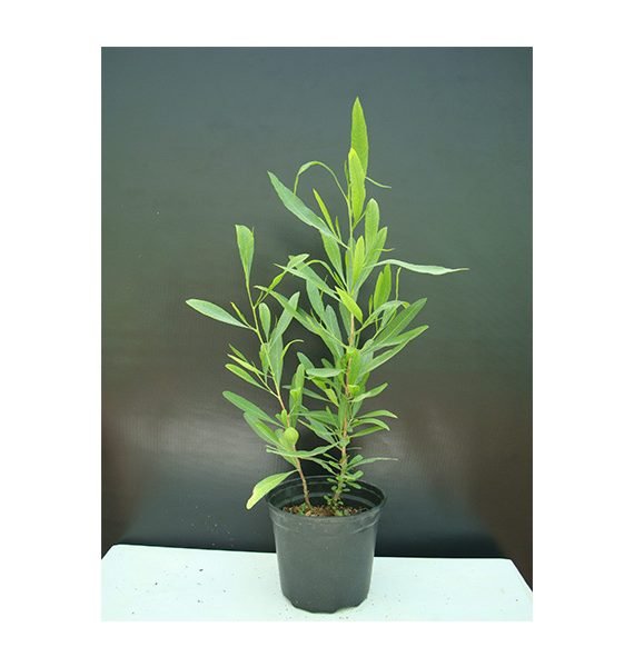 Dodonaea viscosa (شحص - شت - ديدونيا)