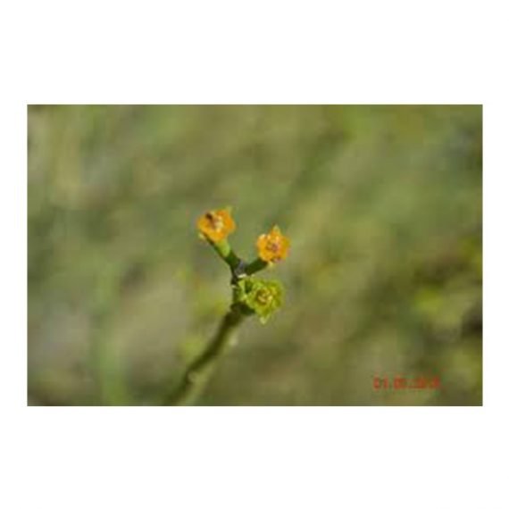 Euphorbia Larica (عزبج) - Image 2