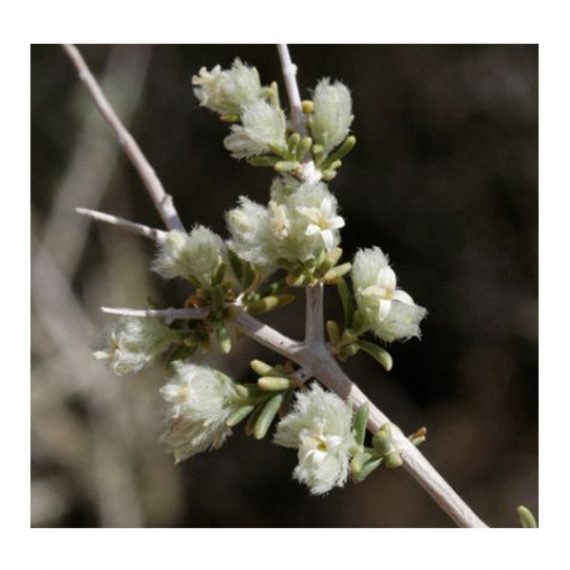 Gallonia aucheri (قرمان)