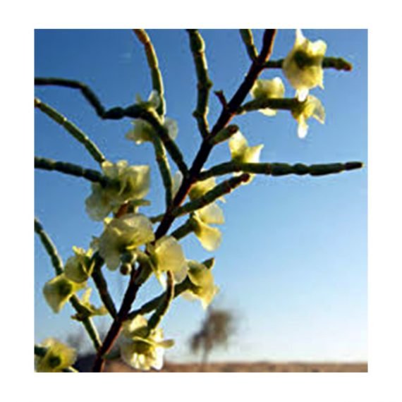 Haloxylon persicum (غضا)