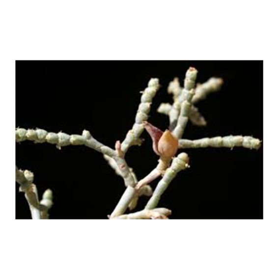 Haloxylon salicornicum (Hamada elegans)(رمت) - Image 5