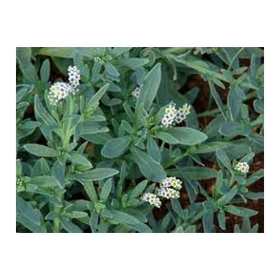 Heliotropium curassavicum (خشافة) - Image 3
