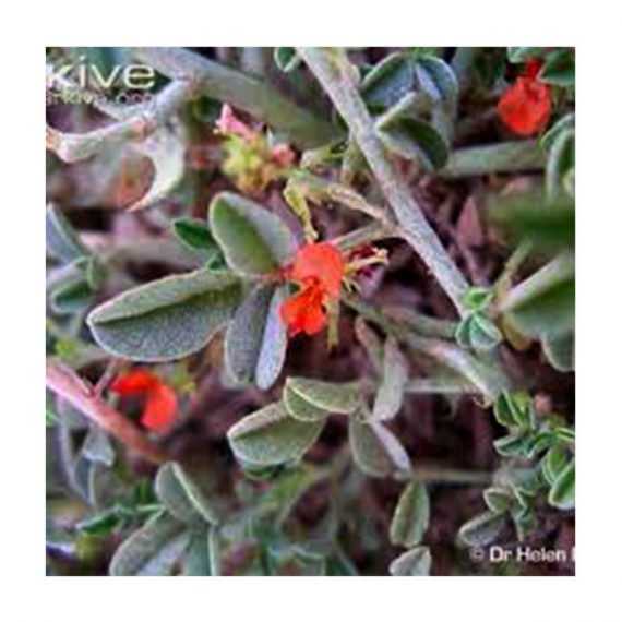 Indiogofera intricata (حميرا) - Image 2
