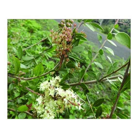 Lawsonia inermis (حِنَّا) - Image 2
